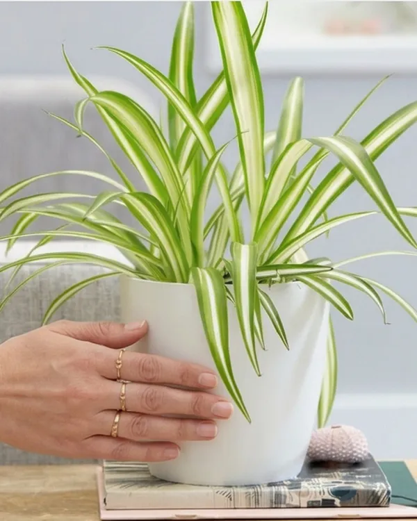 Spider_Plant_|_Grafted_Chlorophytum_Comosum_|_Air_Purifying_Indoor_Plant_|_Low_Maintenance_|_Healthy_Live_Plant_Guaranteed
