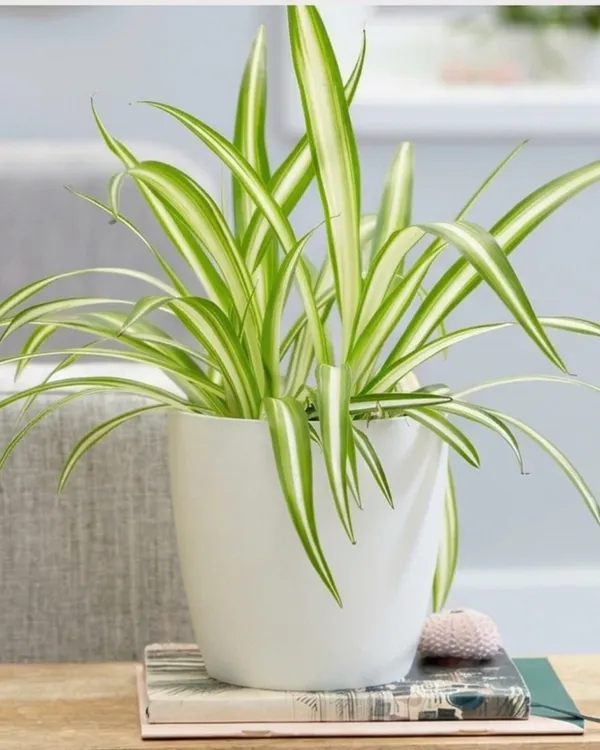 Spider_Plant_|_Grafted_Chlorophytum_Comosum_|_Air_Purifying_Indoor_Plant_|_Low_Maintenance_|_Healthy_Live_Plant_Guaranteed