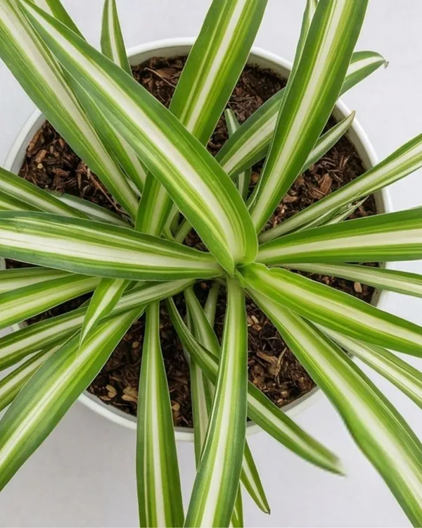 Spider_Plant_|_Grafted_Chlorophytum_Comosum_|_Air_Purifying_Indoor_Plant_|_Low_Maintenance_|_Healthy_Live_Plant_Guaranteed