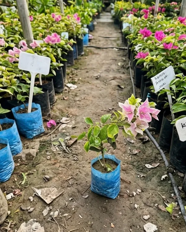 Splash_Variegated_Bougainvillea_Plant_|_Grafted_Rare_Variegated_Bloom_Variety_|_Pink_White_Variegated_Flowers_|_Heavy_Flowering_|_Healthy_Live_Plant_Guaranteed