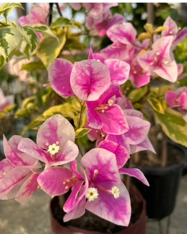 Splash_Variegated_Bougainvillea_Plant_|_Grafted_Rare_Variegated_Bloom_Variety_|_Pink_White_Variegated_Flowers_|_Heavy_Flowering_|_Healthy_Live_Plant_Guaranteed