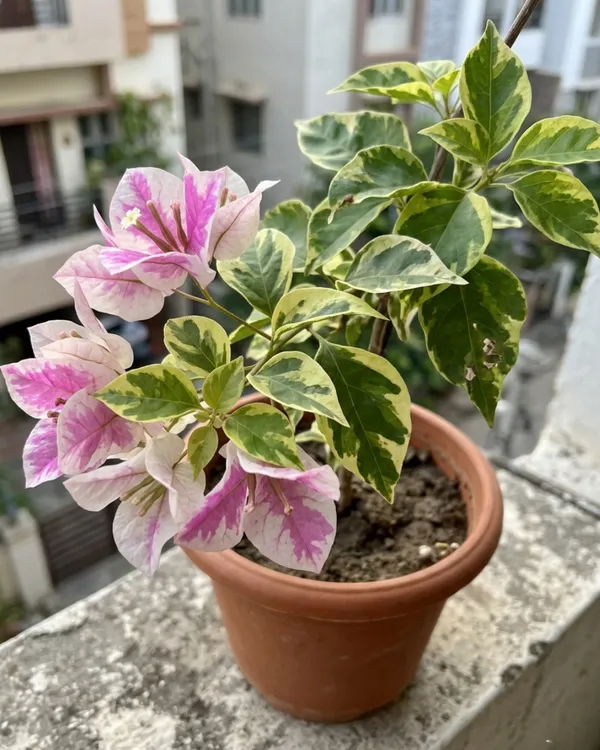 Splash_Variegated_Bougainvillea_Plant_|_Grafted_Rare_Variegated_Bloom_Variety_|_Pink_White_Variegated_Flowers_|_Heavy_Flowering_|_Healthy_Live_Plant_Guaranteed