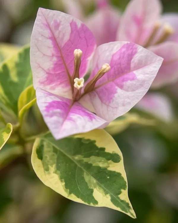 Splash_Variegated_Bougainvillea_Plant_|_Grafted_Rare_Variegated_Bloom_Variety_|_Pink_White_Variegated_Flowers_|_Heavy_Flowering_|_Healthy_Live_Plant_Guaranteed