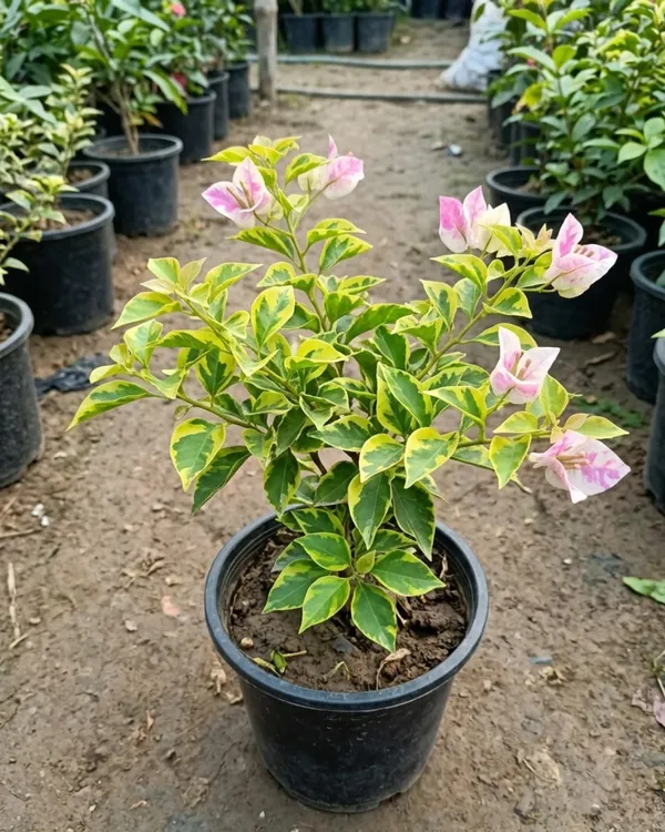 Splash_Variegated_Bougainvillea_Plant_|_Grafted_Rare_Variegated_Bloom_Variety_|_Pink_White_Variegated_Flowers_|_Heavy_Flowering_|_Healthy_Live_Plant_Guaranteed
