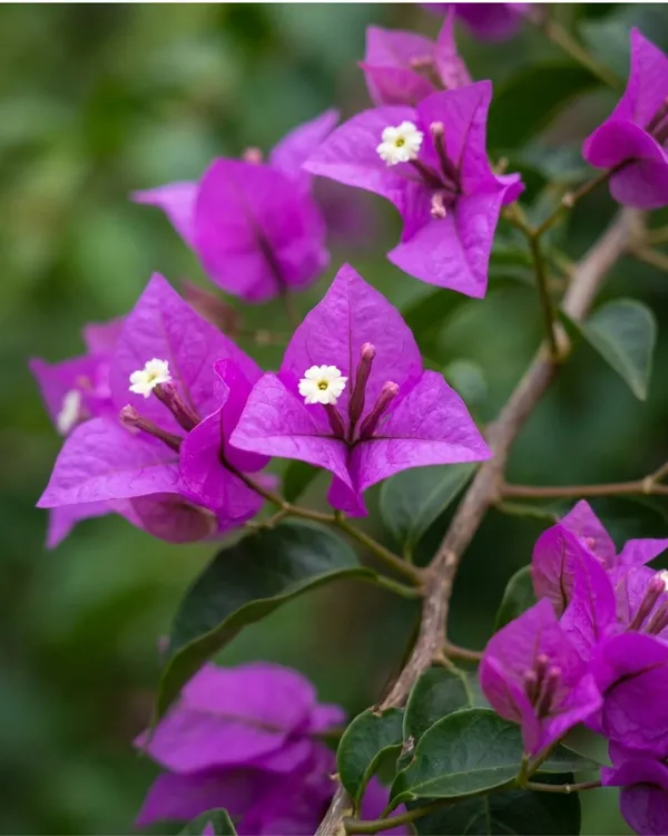 Purple_Star_Bougainvillea_Plant_|_Grafted_Unique_Star_Bract_Bloom_Variety_|_Bright_Pink_Flowers_|_Heavy_Flowering_|_Healthy_Live_Plant_Guaranteed