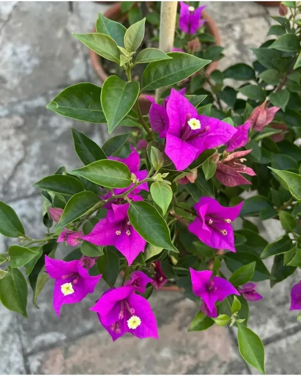 Purple_Star_Bougainvillea_Plant_|_Grafted_Unique_Star_Bract_Bloom_Variety_|_Bright_Pink_Flowers_|_Heavy_Flowering_|_Healthy_Live_Plant_Guaranteed
