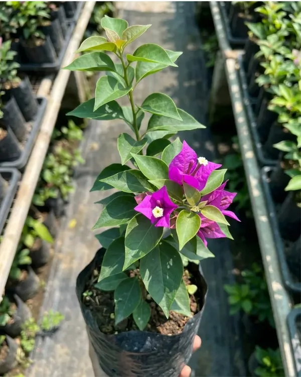 Purple_Star_Bougainvillea_Plant_|_Grafted_Unique_Star_Bract_Bloom_Variety_|_Bright_Pink_Flowers_|_Heavy_Flowering_|_Healthy_Live_Plant_Guaranteed