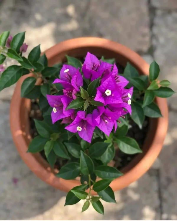 Purple_Star_Bougainvillea_Plant_|_Grafted_Unique_Star_Bract_Bloom_Variety_|_Bright_Pink_Flowers_|_Heavy_Flowering_|_Healthy_Live_Plant_Guaranteed