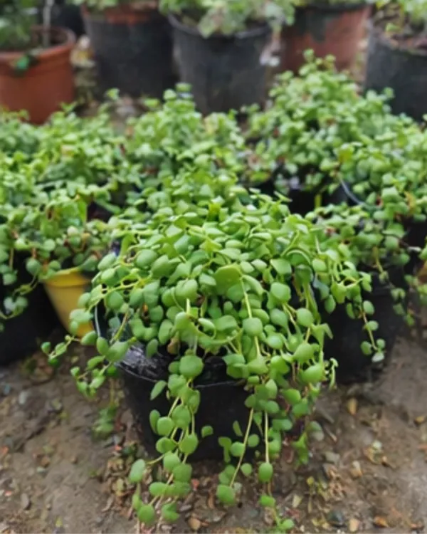 String_of_Hearts_Plant_|_Grafted_Tangled_Hearts_Plant_|_Hanging_Succulent_Vine_|_Healthy_Live_Plant_Guaranteed