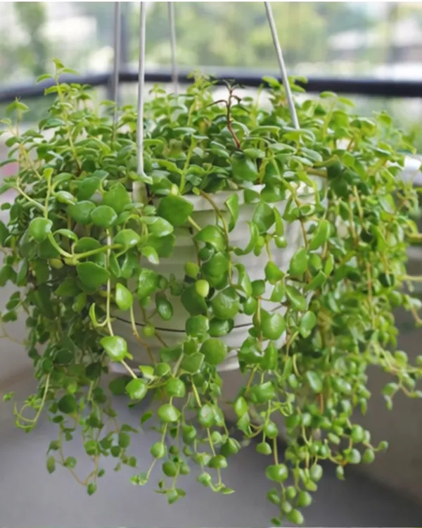 String_of_Hearts_Plant_|_Grafted_Tangled_Hearts_Plant_|_Hanging_Succulent_Vine_|_Healthy_Live_Plant_Guaranteed
