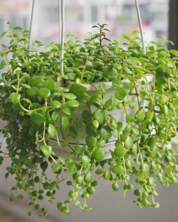String_of_Hearts_Plant_|_Grafted_Tangled_Hearts_Plant_|_Hanging_Succulent_Vine_|_Healthy_Live_Plant_Guaranteed