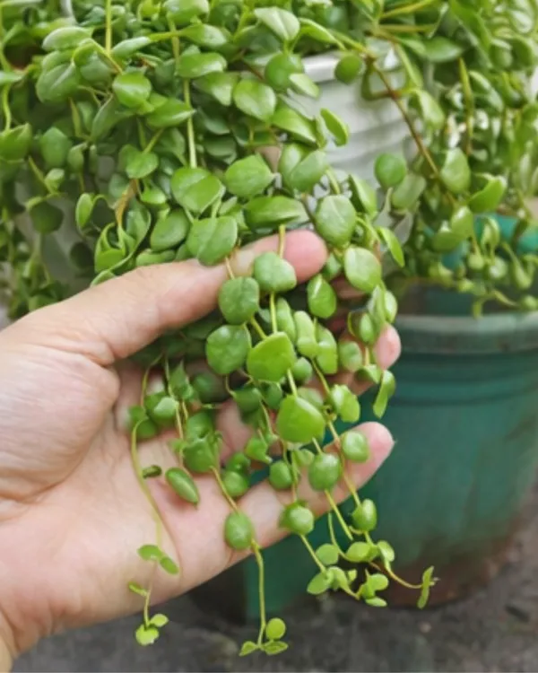 String_of_Hearts_Plant_|_Grafted_Tangled_Hearts_Plant_|_Hanging_Succulent_Vine_|_Healthy_Live_Plant_Guaranteed