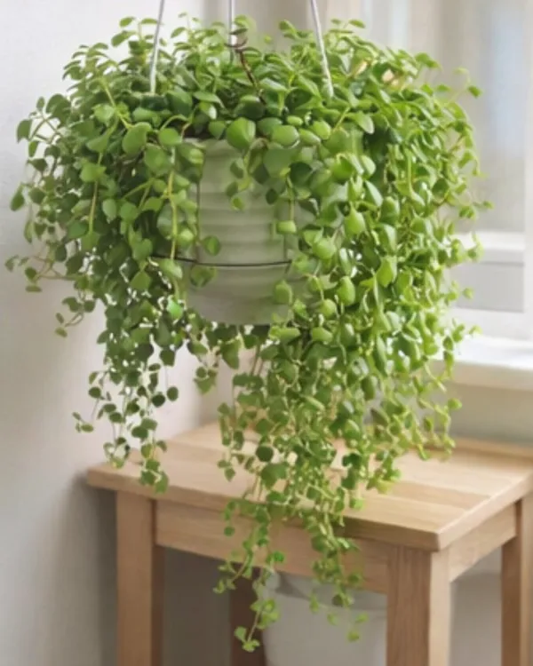 String_of_Hearts_Plant_|_Grafted_Tangled_Hearts_Plant_|_Hanging_Succulent_Vine_|_Healthy_Live_Plant_Guaranteed