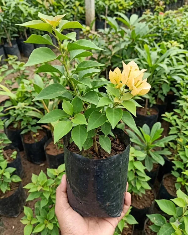 Subarna_Bougainvillea_Plant_|_Grafted_Exotic_Bright_Bloom_Variety_|_Golden_Yellow_Flowers_|_Heavy_Flowering_|_Healthy_Live_Plant_Guaranteed