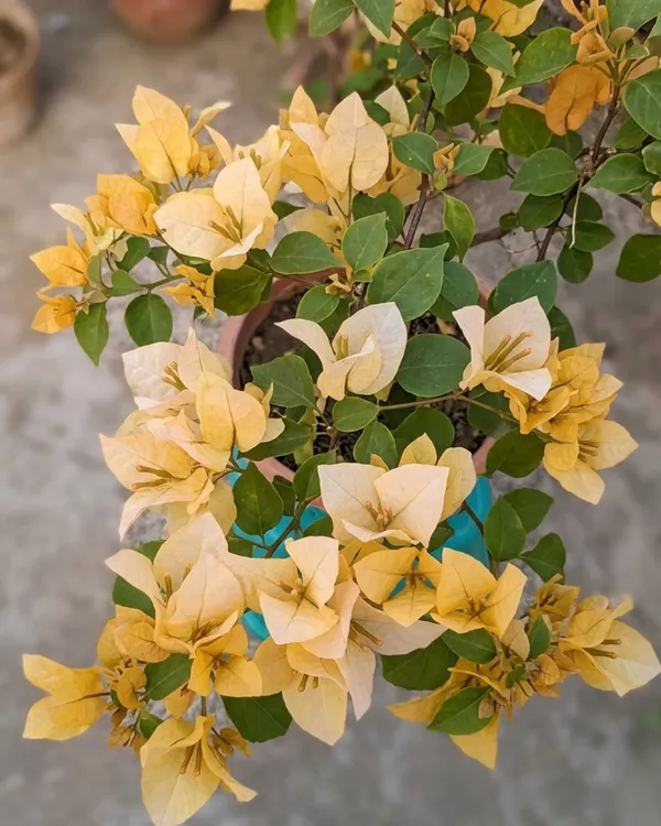 Subarna_Bougainvillea_Plant_|_Grafted_Exotic_Bright_Bloom_Variety_|_Golden_Yellow_Flowers_|_Heavy_Flowering_|_Healthy_Live_Plant_Guaranteed