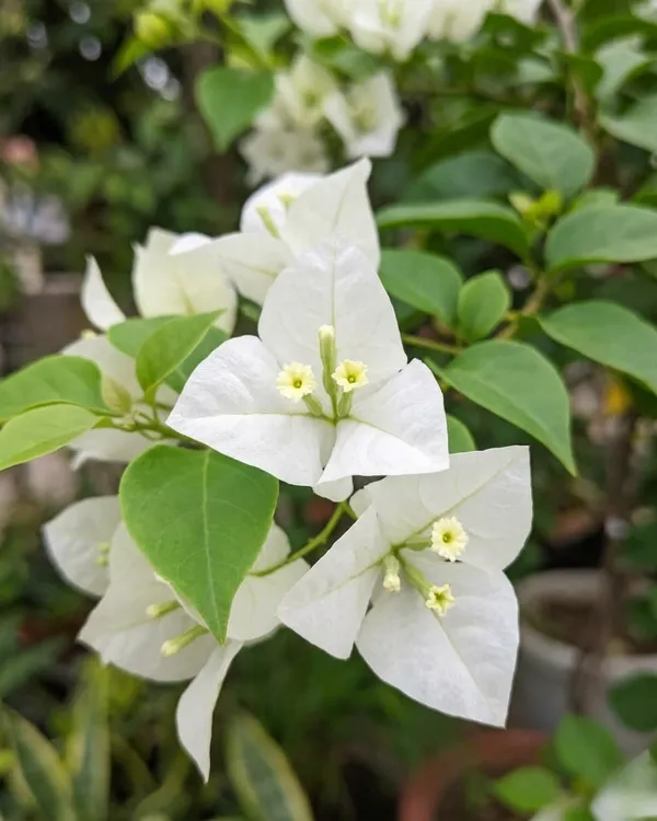 Subhra_Bougainvillea_Plant_|_Grafted_Elegant_White_Bloom_Variety_|_Pure_White_Flowers_|_Heavy_Flowering_|_Healthy_Live_Plant_Guaranteed