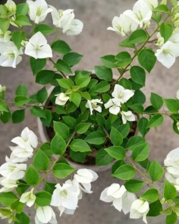 Subhra_Bougainvillea_Plant_|_Grafted_Elegant_White_Bloom_Variety_|_Pure_White_Flowers_|_Heavy_Flowering_|_Healthy_Live_Plant_Guaranteed