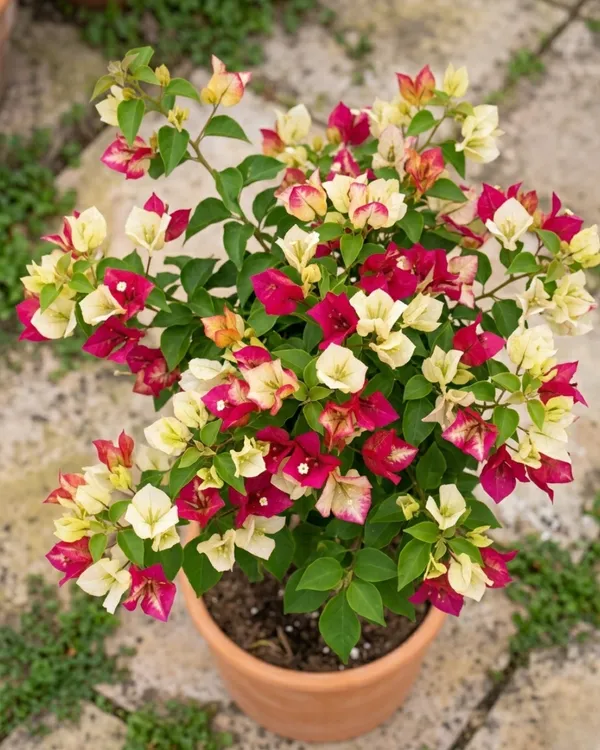 Sufia_Indiana_Bougainvillea_Plant_|_Grafted_Exotic_Dual_Tone_Bloom_Variety_|_Pink_Orange_Flowers_|_Heavy_Flowering_|_Healthy_Live_Plant_Guaranteed