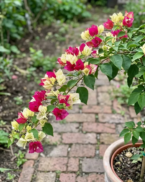 Sufia_Indiana_Bougainvillea_Plant_|_Grafted_Exotic_Dual_Tone_Bloom_Variety_|_Pink_Orange_Flowers_|_Heavy_Flowering_|_Healthy_Live_Plant_Guaranteed