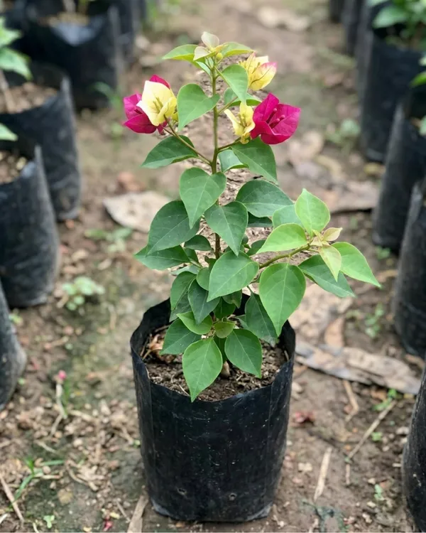 Sufia_Indiana_Bougainvillea_Plant_|_Grafted_Exotic_Dual_Tone_Bloom_Variety_|_Pink_Orange_Flowers_|_Heavy_Flowering_|_Healthy_Live_Plant_Guaranteed