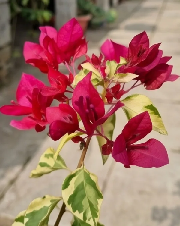 Sunstone_Red_Bougainvillea_Plant_|_Grafted_Exotic_Rich_Bloom_Variety_|_Deep_Red_Flowers_|_Heavy_Flowering_|_Healthy_Live_Plant_Guaranteed
