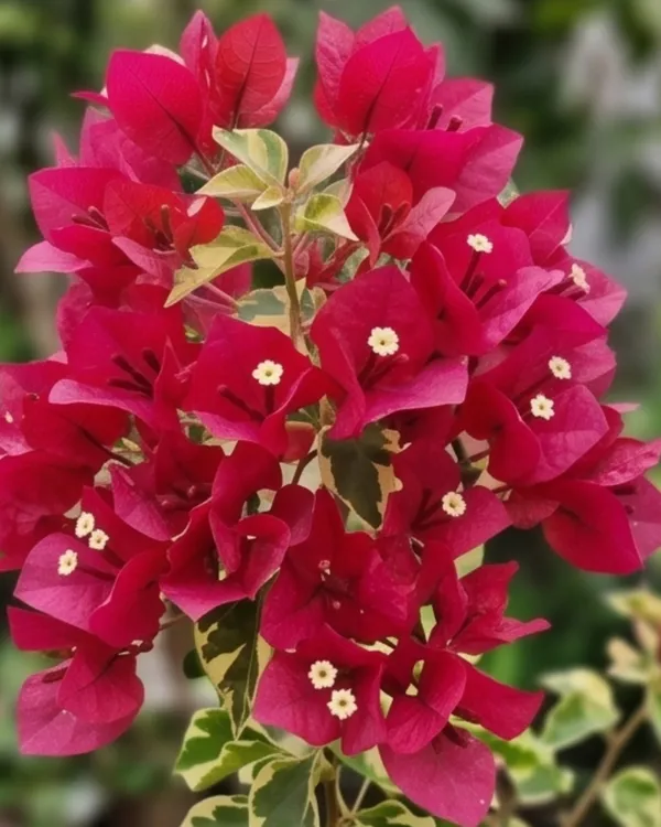 Sunstone_Red_Bougainvillea_Plant_|_Grafted_Exotic_Rich_Bloom_Variety_|_Deep_Red_Flowers_|_Heavy_Flowering_|_Healthy_Live_Plant_Guaranteed