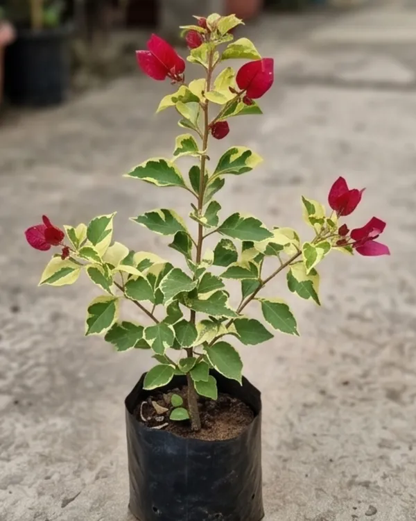 Sunstone_Red_Bougainvillea_Plant_|_Grafted_Exotic_Rich_Bloom_Variety_|_Deep_Red_Flowers_|_Heavy_Flowering_|_Healthy_Live_Plant_Guaranteed