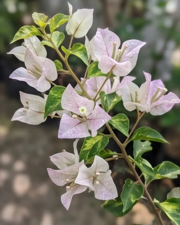 Sunstone_White_Bougainvillea_Plant_|_Grafted_Elegant_Premium_Bloom_Variety_|_Pure_White_Flowers_|_Heavy_Flowering_|_Healthy_Live_Plant_Guaranteed