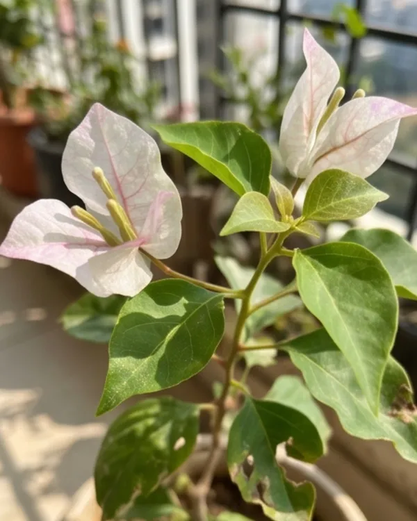 Sunstone_White_Bougainvillea_Plant_|_Grafted_Elegant_Premium_Bloom_Variety_|_Pure_White_Flowers_|_Heavy_Flowering_|_Healthy_Live_Plant_Guaranteed