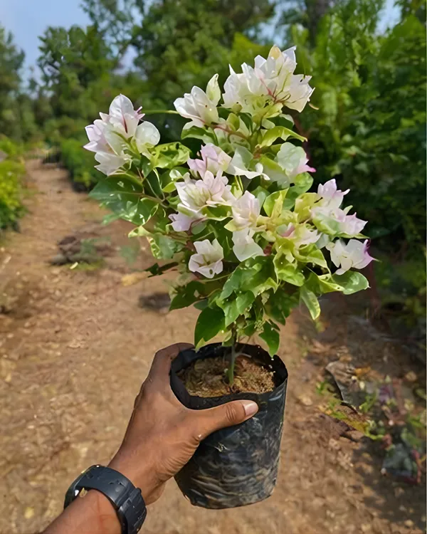 Sunstone_White_Bougainvillea_Plant_|_Grafted_Elegant_Premium_Bloom_Variety_|_Pure_White_Flowers_|_Heavy_Flowering_|_Healthy_Live_Plant_Guaranteed