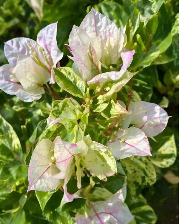 Sunstone_White_Bougainvillea_Plant_|_Grafted_Elegant_Premium_Bloom_Variety_|_Pure_White_Flowers_|_Heavy_Flowering_|_Healthy_Live_Plant_Guaranteed