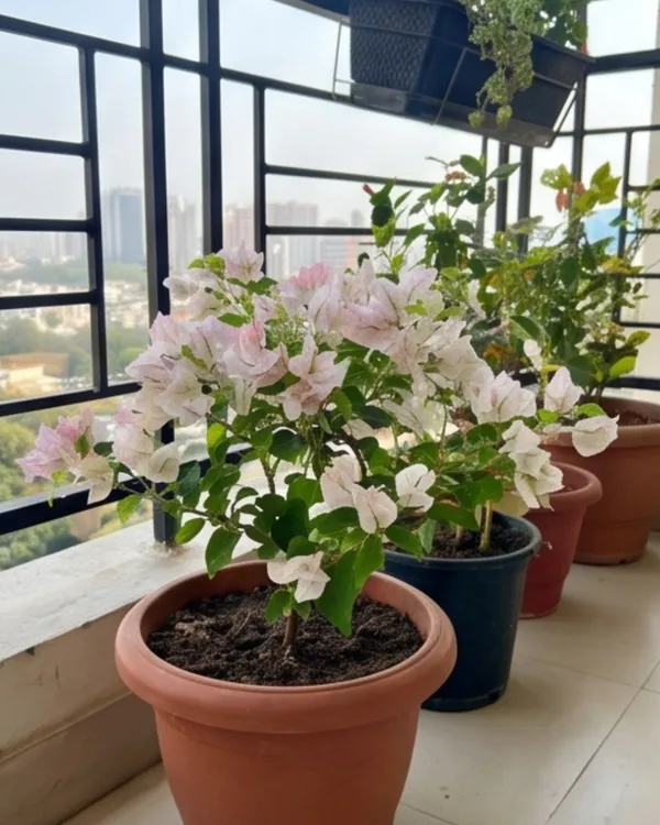 Sunstone_White_Bougainvillea_Plant_|_Grafted_Elegant_Premium_Bloom_Variety_|_Pure_White_Flowers_|_Heavy_Flowering_|_Healthy_Live_Plant_Guaranteed