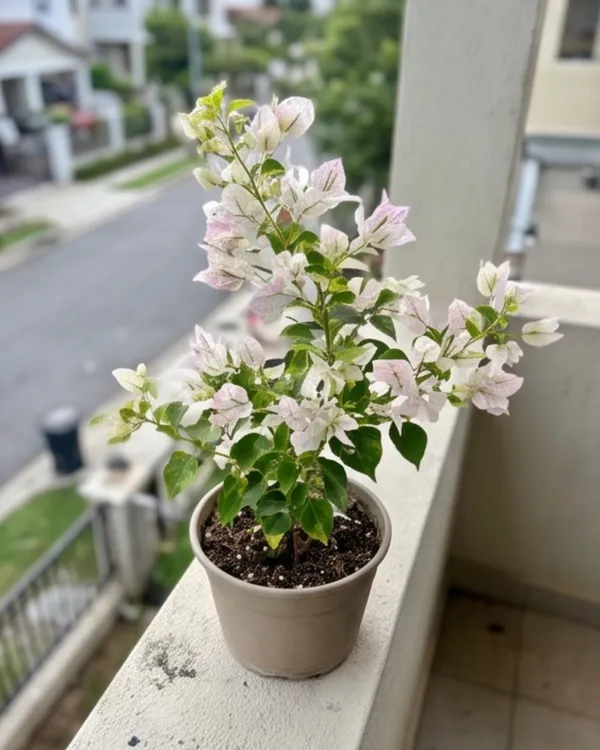 Sunstone_White_Bougainvillea_Plant_|_Grafted_Elegant_Premium_Bloom_Variety_|_Pure_White_Flowers_|_Heavy_Flowering_|_Healthy_Live_Plant_Guaranteed