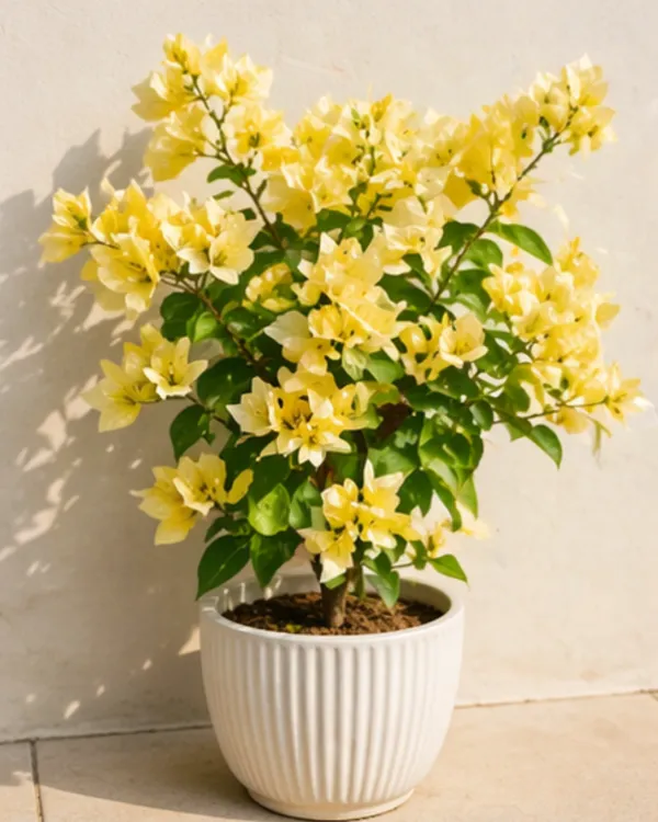 Suverna_Bougainvillea_Plant_|_Grafted_Exotic_Golden_Bloom_Variety_|_Yellow_Orange_Flowers_|_Heavy_Flowering_|_Healthy_Live_Plant_Guaranteed