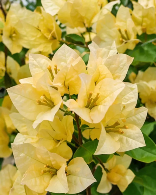 Suverna_Bougainvillea_Plant_|_Grafted_Exotic_Golden_Bloom_Variety_|_Yellow_Orange_Flowers_|_Heavy_Flowering_|_Healthy_Live_Plant_Guaranteed