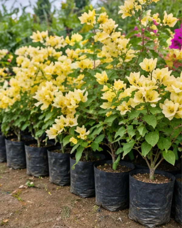 Suverna_Bougainvillea_Plant_|_Grafted_Exotic_Golden_Bloom_Variety_|_Yellow_Orange_Flowers_|_Heavy_Flowering_|_Healthy_Live_Plant_Guaranteed