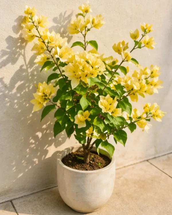 Suverna_Bougainvillea_Plant_|_Grafted_Exotic_Golden_Bloom_Variety_|_Yellow_Orange_Flowers_|_Heavy_Flowering_|_Healthy_Live_Plant_Guaranteed