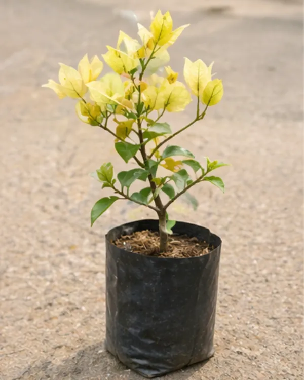 Suverna_Bougainvillea_Plant_|_Grafted_Exotic_Golden_Bloom_Variety_|_Yellow_Orange_Flowers_|_Heavy_Flowering_|_Healthy_Live_Plant_Guaranteed