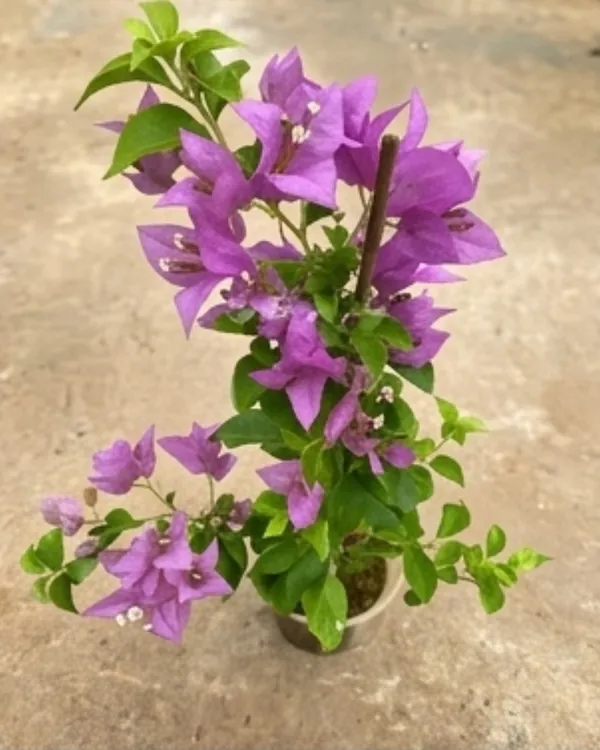 Sweet_Dreams_Bougainvillea_Plant_|_Grafted_Soft_Pastel_Bloom_Variety_|_Peach_Pink_Flowers_|_Heavy_Flowering_|_Healthy_Live_Plant_Guaranteed