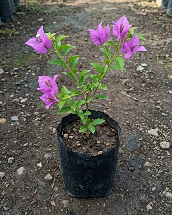 Sweet_Dreams_Bougainvillea_Plant_|_Grafted_Soft_Pastel_Bloom_Variety_|_Peach_Pink_Flowers_|_Heavy_Flowering_|_Healthy_Live_Plant_Guaranteed