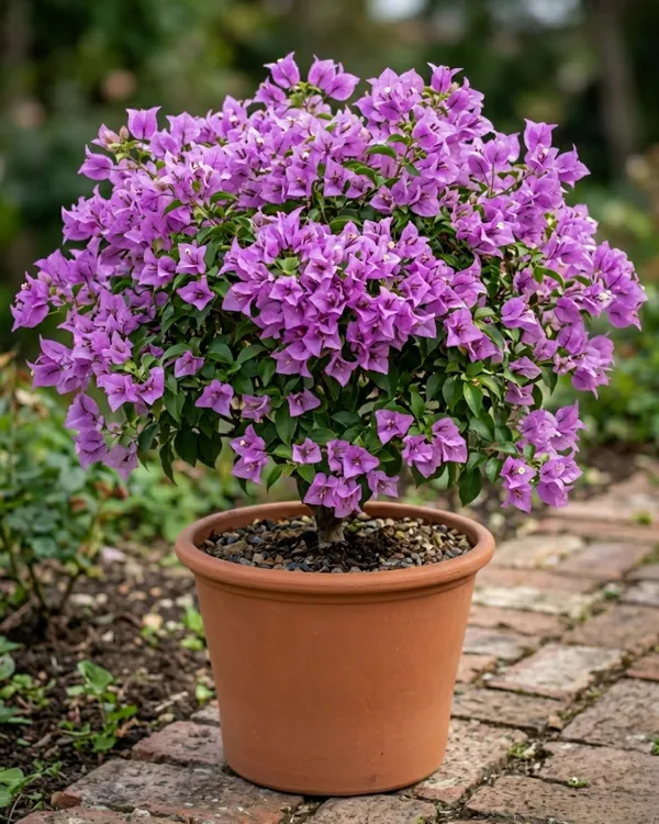 Sweet_Dreams_Bougainvillea_Plant_|_Grafted_Soft_Pastel_Bloom_Variety_|_Peach_Pink_Flowers_|_Heavy_Flowering_|_Healthy_Live_Plant_Guaranteed