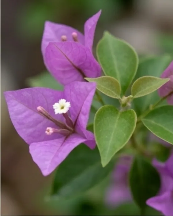 Sweet_Dreams_Bougainvillea_Plant_|_Grafted_Soft_Pastel_Bloom_Variety_|_Peach_Pink_Flowers_|_Heavy_Flowering_|_Healthy_Live_Plant_Guaranteed