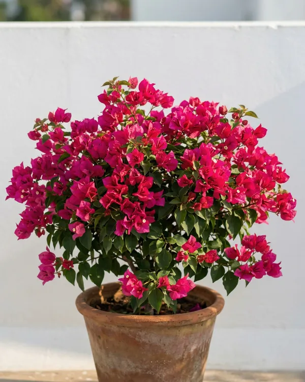 Sweetheart_Bougainvillea_Plant_|_Grafted_Romantic_Compact_Bloom_Variety_|_Bright_Pink_Flowers_|_Heavy_Flowering_|_Healthy_Live_Plant_Guaranteed