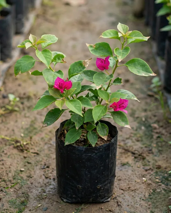Sweetheart_Bougainvillea_Plant_|_Grafted_Romantic_Compact_Bloom_Variety_|_Bright_Pink_Flowers_|_Heavy_Flowering_|_Healthy_Live_Plant_Guaranteed