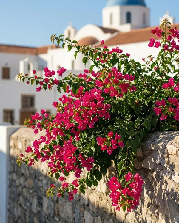 Sweetheart_Bougainvillea_Plant_|_Grafted_Romantic_Compact_Bloom_Variety_|_Bright_Pink_Flowers_|_Heavy_Flowering_|_Healthy_Live_Plant_Guaranteed