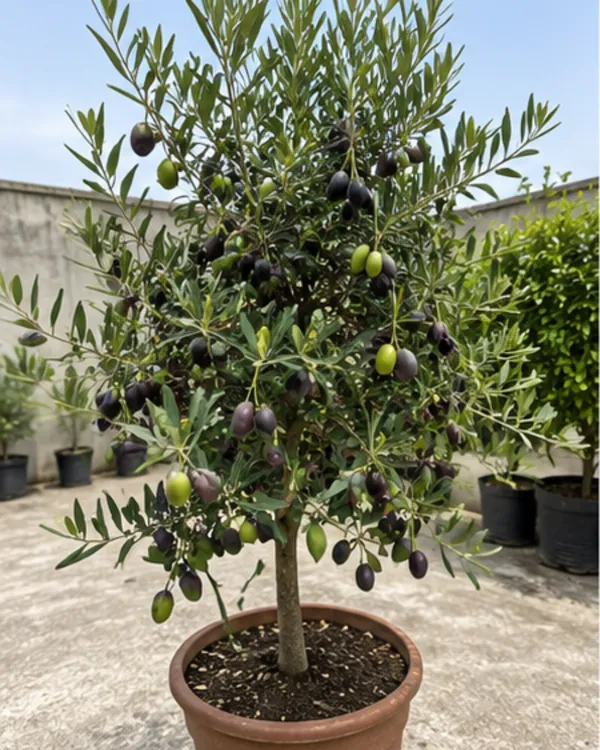 Sweet_Indian_Olive_(Jalpai)_Plant_|_Air_Layered_High_Yield_Variety_|_Sweet_Flavorful_Fruits_|_Suitable_for_All_Climates_|_Healthy_Live_Plant_Guaranteed