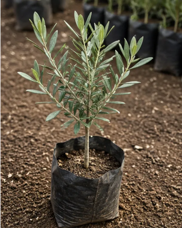 Sweet_Indian_Olive_(Jalpai)_Plant_|_Air_Layered_High_Yield_Variety_|_Sweet_Flavorful_Fruits_|_Suitable_for_All_Climates_|_Healthy_Live_Plant_Guaranteed