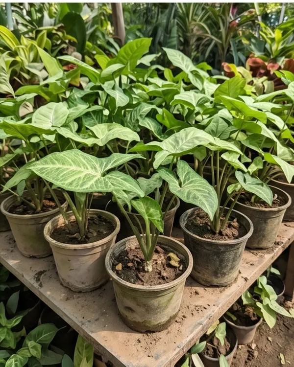 Syngonium_Green_Indoor_Plant_|_Grafted_Arrowhead_Plant_|_Air_Purifying_|_Healthy_Live_Plant_Guaranteed