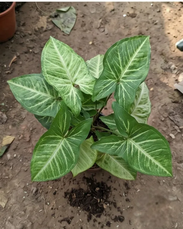 Syngonium_Green_Indoor_Plant_|_Grafted_Arrowhead_Plant_|_Air_Purifying_|_Healthy_Live_Plant_Guaranteed