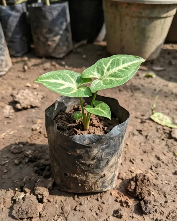 Syngonium_Green_Indoor_Plant_|_Grafted_Arrowhead_Plant_|_Air_Purifying_|_Healthy_Live_Plant_Guaranteed